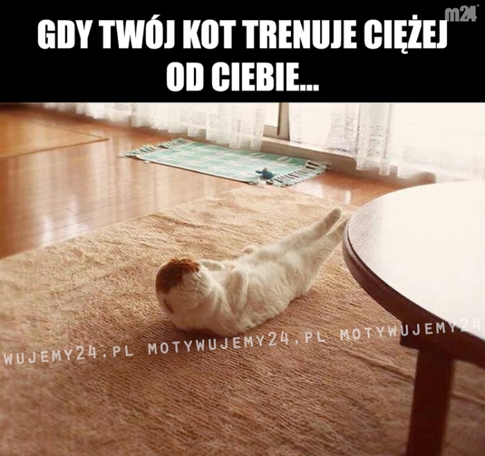 Gdy Twój kot trenuje ciężej od Ciebie...