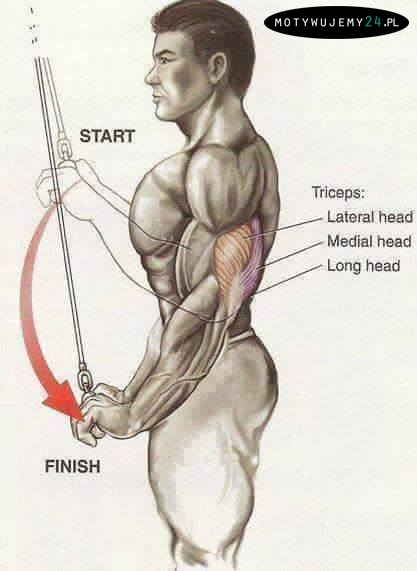 Zobacz jakie mięśnie są zaangażowane w dane ćwiczenie