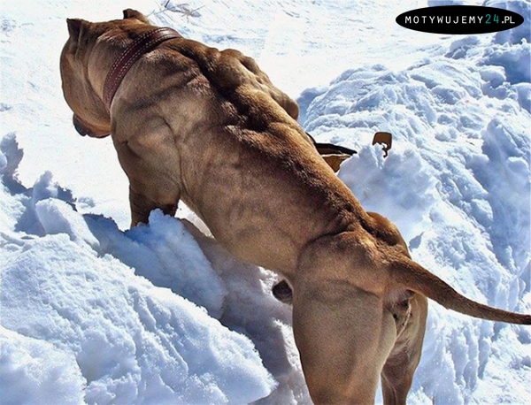 Beast mode